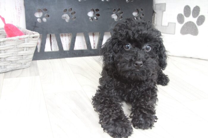 Ryu - Perfect Male Toy Poodle Puppy - Image 4