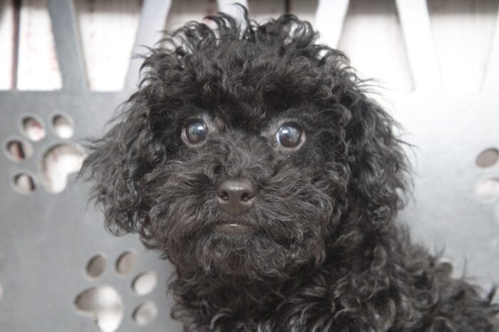 Ryu - Perfect Male Toy Poodle Puppy - Image 3