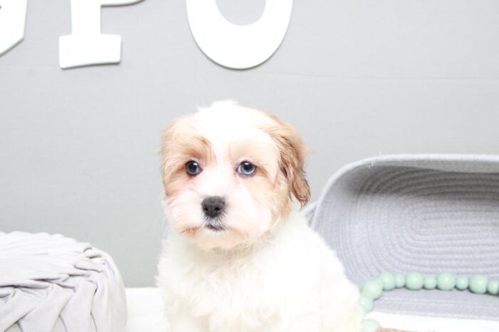 Sable - Gorgeous Brown/White Female Shih-Poo Puppy - Image 4