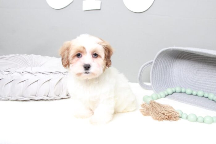 Sable - Gorgeous Brown/White Female Shih-Poo Puppy