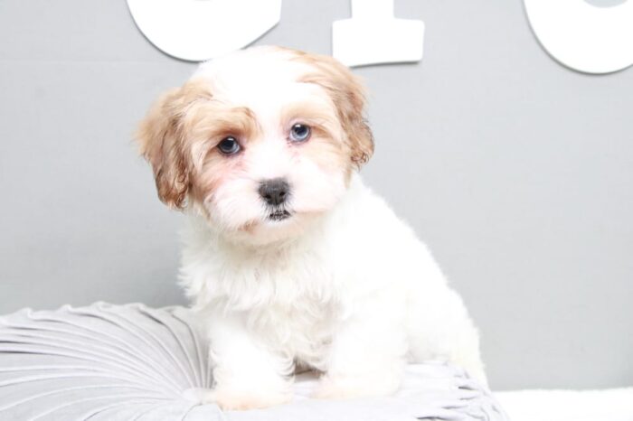 Sable - Gorgeous Brown/White Female Shih-Poo Puppy - Image 5