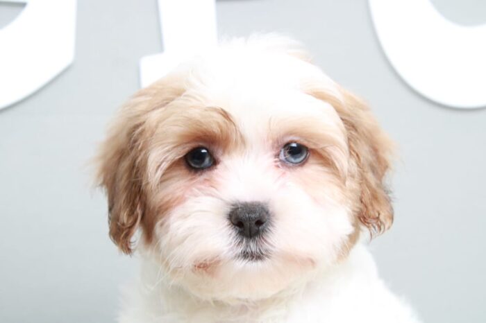 Sable - Gorgeous Brown/White Female Shih-Poo Puppy - Image 2