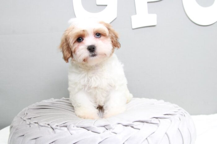 Sable - Gorgeous Brown/White Female Shih-Poo Puppy - Image 3