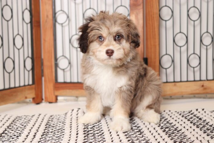 Sadie- Amazing Chocolate Merle Female Mini Aussiedoodle