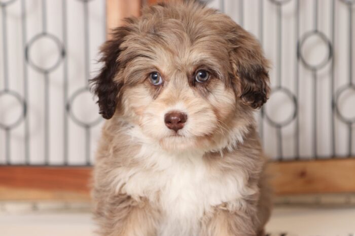 Sadie- Amazing Chocolate Merle Female Mini Aussiedoodle - Image 2