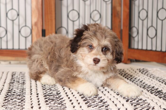 Sadie- Amazing Chocolate Merle Female Mini Aussiedoodle - Image 3