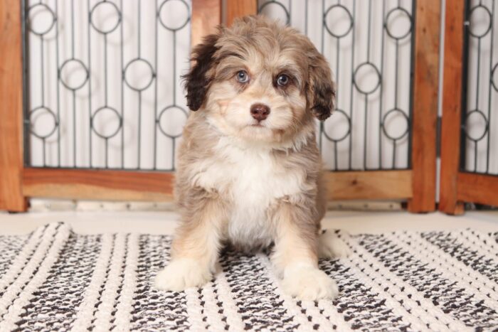 Sadie- Amazing Chocolate Merle Female Mini Aussiedoodle - Image 4