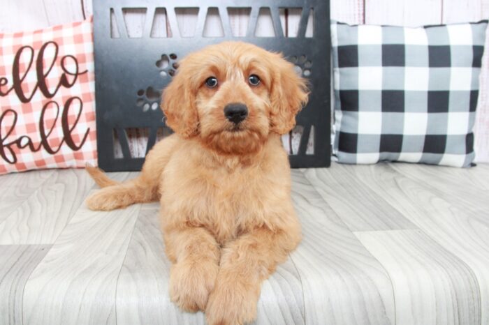 Saffron- Gentle Male Mini Goldendoodle Puppy