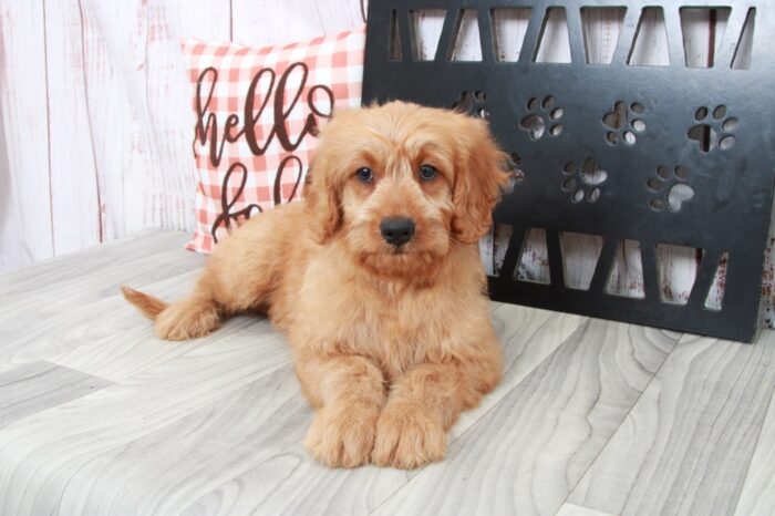 Saffron- Gentle Male Mini Goldendoodle Puppy - Image 2