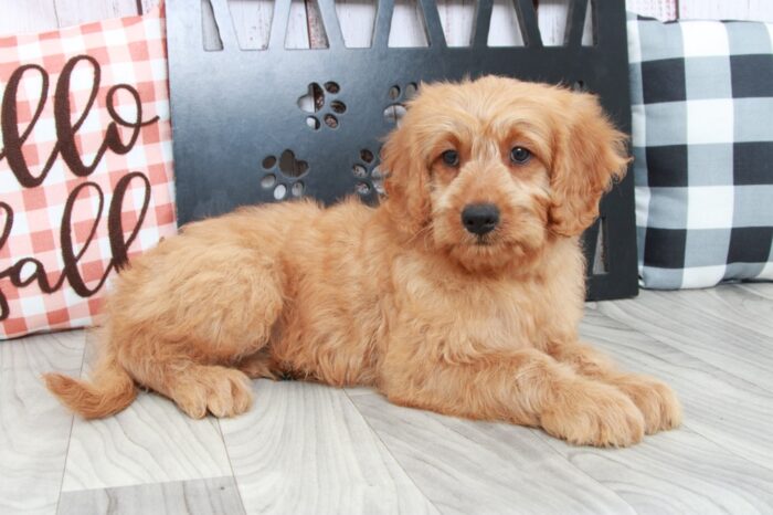 Saffron- Gentle Male Mini Goldendoodle Puppy - Image 5