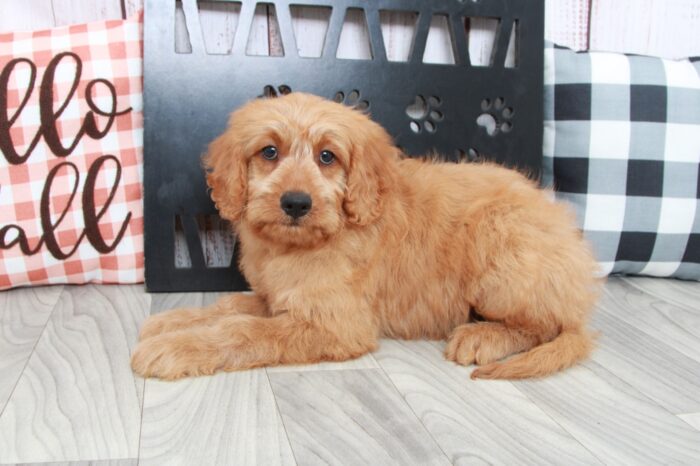 Saffron- Gentle Male Mini Goldendoodle Puppy - Image 4