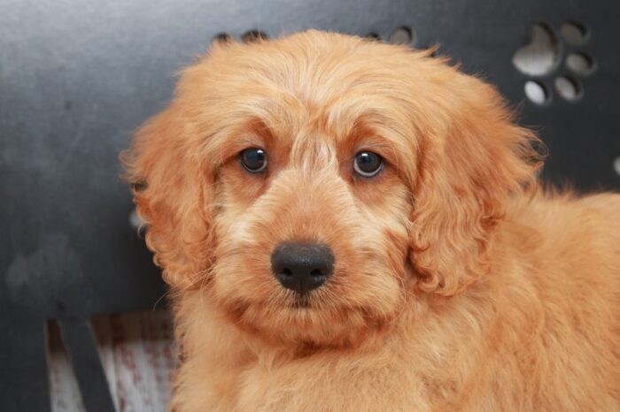 Saffron- Gentle Male Mini Goldendoodle Puppy - Image 3