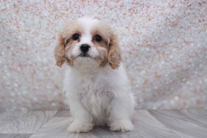 Sage - Precious Female Cavachon Puppy