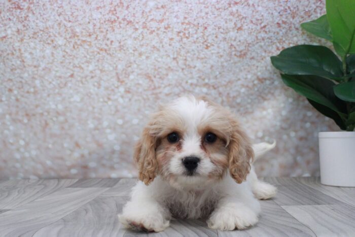 Sage - Precious Female Cavachon Puppy - Image 2