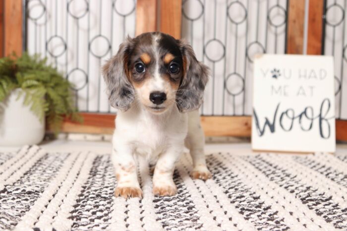 Sapphire - Lovable Piebald Female Long Hair Dachshund Puppy