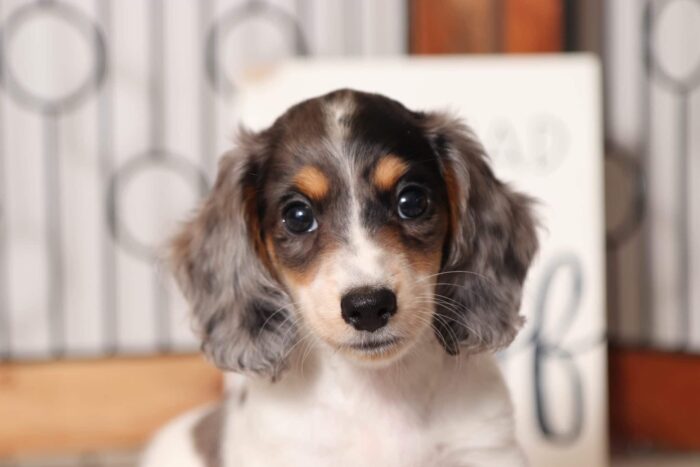 Sapphire - Lovable Piebald Female Long Hair Dachshund Puppy - Image 2