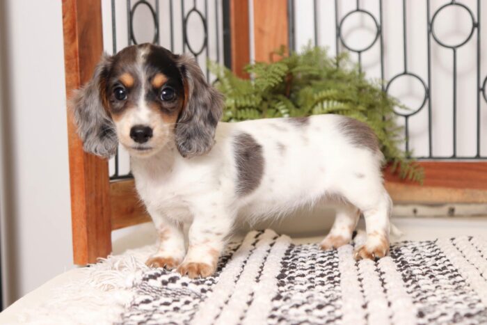 Sapphire - Lovable Piebald Female Long Hair Dachshund Puppy - Image 3