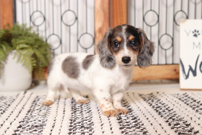 Sapphire - Lovable Piebald Female Long Hair Dachshund Puppy - Image 4