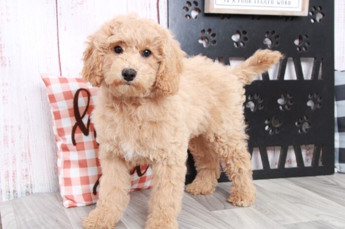 Scooter - Good Natured Red Male Mini Goldendoodle Puppy