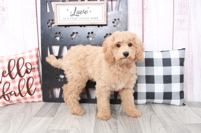 Scooter - Good Natured Red Male Mini Goldendoodle Puppy - Image 2