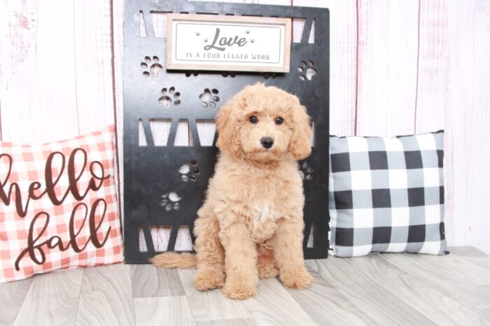 Scooter - Good Natured Red Male Mini Goldendoodle Puppy - Image 4