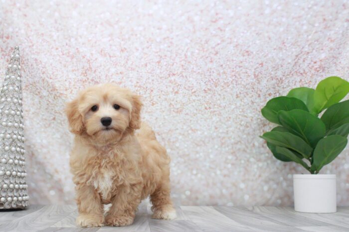 Scorch -Playful Male Cavapoochon Puppy - Image 2