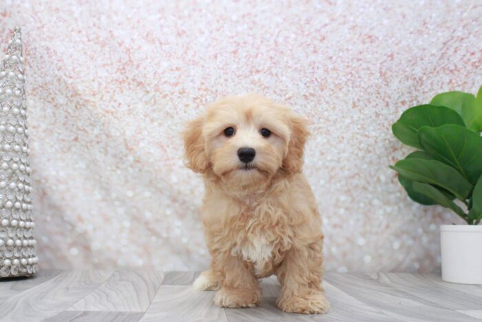 Scorch -Playful Male Cavapoochon Puppy