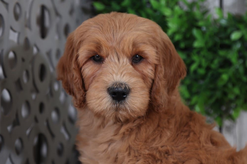 Shadow - Fun F1B Goldendoodle Puppy - Puppies Online