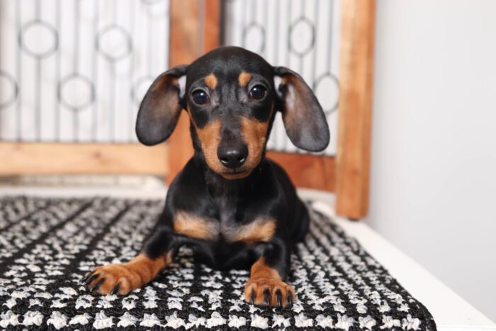 Shadow - Cute ACA Female Mini Dachshund Puppy