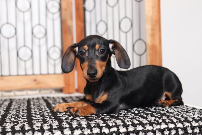 Shadow - Cute ACA Female Mini Dachshund Puppy - Image 2