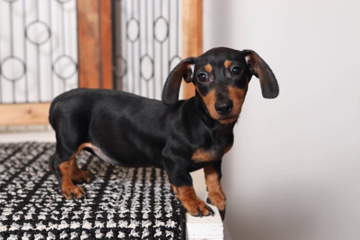 Shadow - Cute ACA Female Mini Dachshund Puppy - Image 3