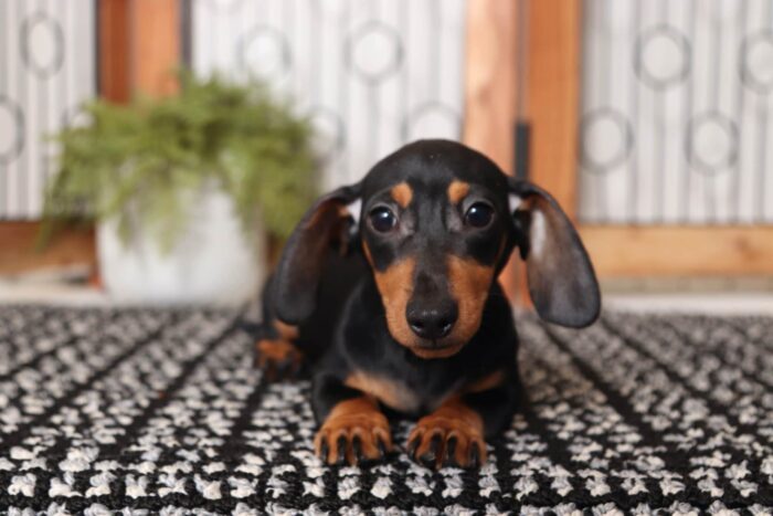 Shadow - Cute ACA Female Mini Dachshund Puppy - Image 4