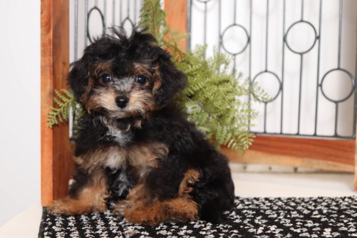 Shawn- Sweet Little Male Toy Phantom Malti-Poo Puppy