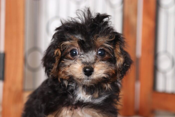 Shawn- Sweet Little Male Toy Phantom Malti-Poo Puppy - Image 2