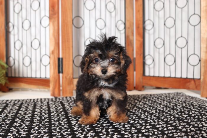 Shawn- Sweet Little Male Toy Phantom Malti-Poo Puppy - Image 4