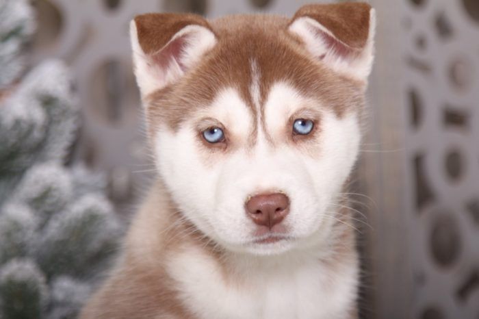 Sierra - Spunky AKC Husky - Image 4