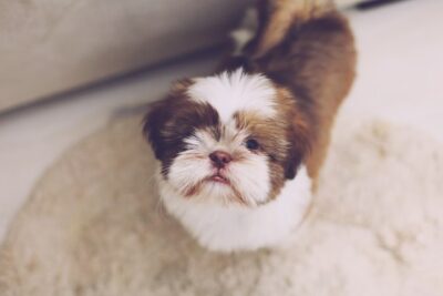 Close Up Photo of Shih Tzu pup