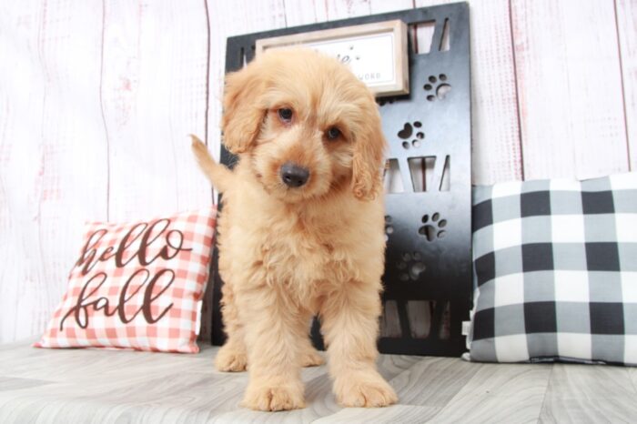 Sim - Gentle Male Mini Goldendoodle Puppy - Image 5