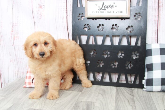 Sim - Gentle Male Mini Goldendoodle Puppy - Image 4