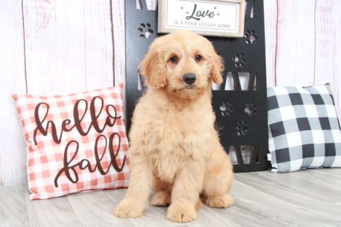 Sim - Gentle Male Mini Goldendoodle Puppy - Image 3