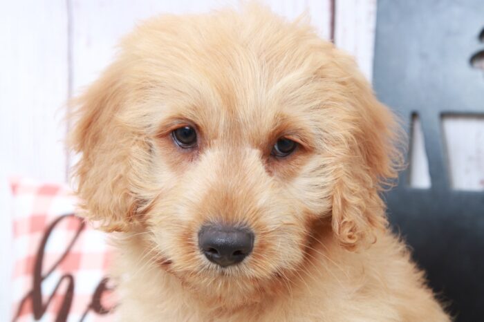 Sim - Gentle Male Mini Goldendoodle Puppy - Image 2