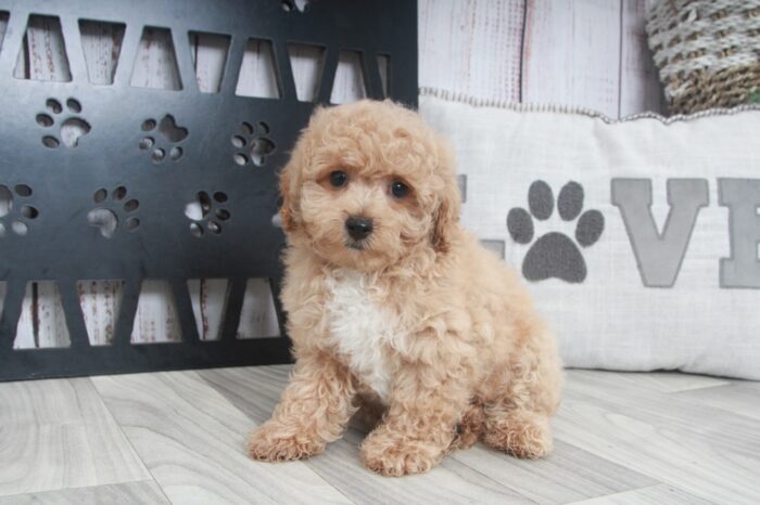 S'mores - Smart Male Poochon Puppy - Image 2