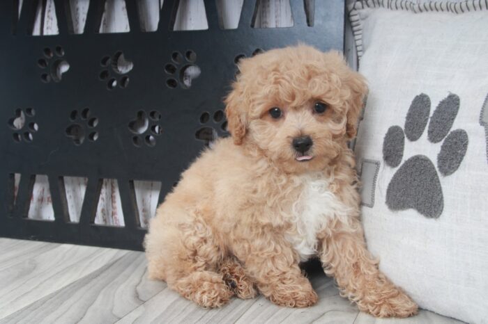 S'mores - Smart Male Poochon Puppy - Image 6