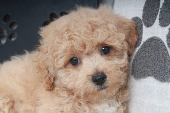 S'mores - Smart Male Poochon Puppy - Image 5