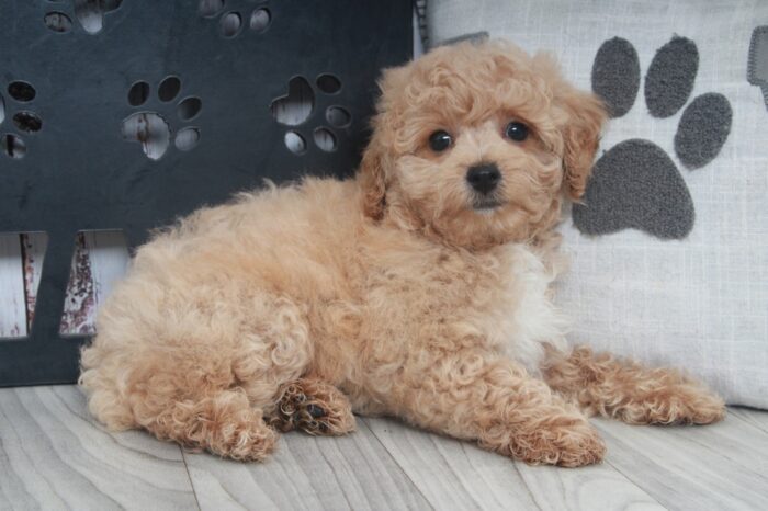 S'mores - Smart Male Poochon Puppy - Image 4