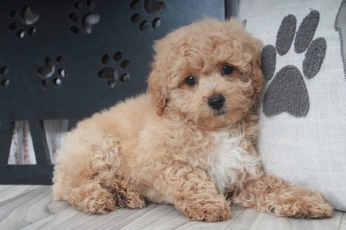 S'mores - Smart Male Poochon Puppy - Image 3