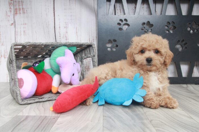 S'mores - Smart Male Poochon Puppy