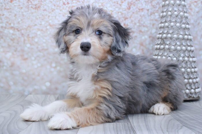 Sophie- Stunning Female Blue Merle Mini AussiePoo Puppy - Image 3