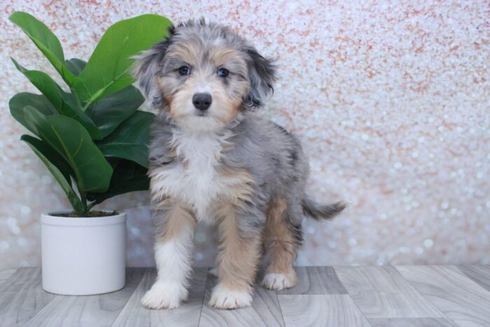 Sophie- Stunning Female Blue Merle Mini AussiePoo Puppy