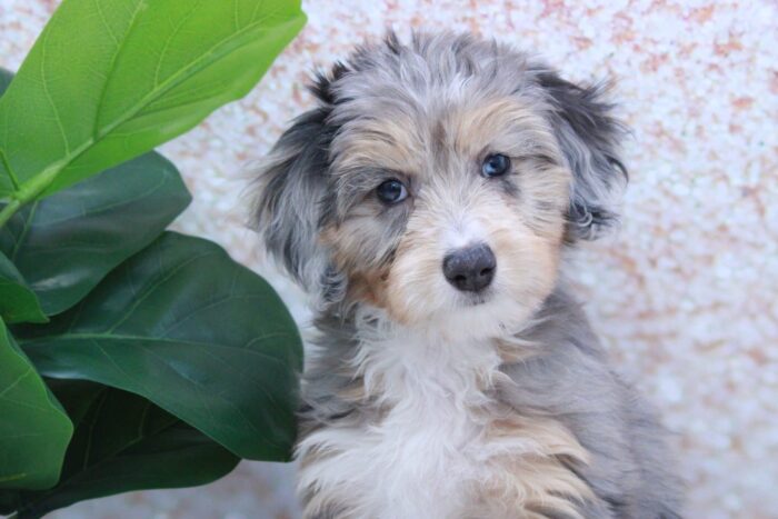 Sophie- Stunning Female Blue Merle Mini AussiePoo Puppy - Image 2